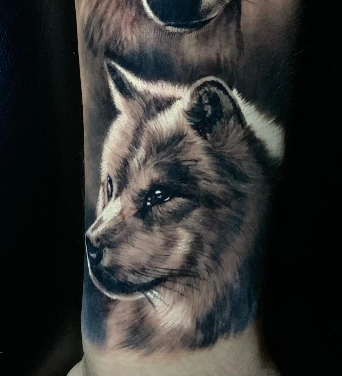 Black and grey realistic wolves
